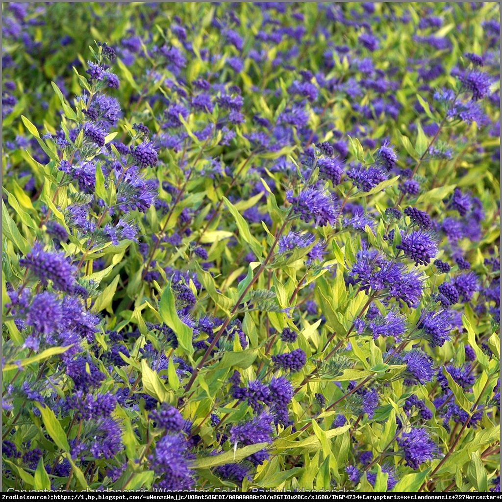 Caryopteris clandonensis 'Worcester Gold'